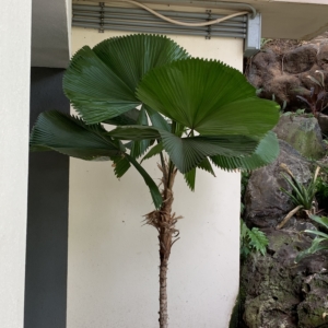 Licuala grandis 1