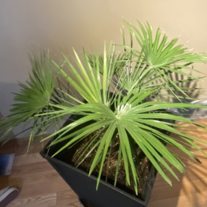 Chamaerops humilis