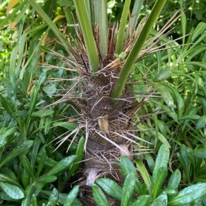 Trithrinax acanthocoma trunk detail