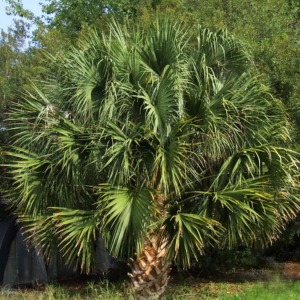 Sabal Palmetto