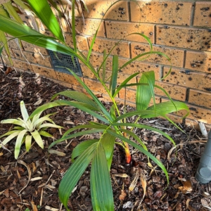 Chrysalidocarpus baronii Black Petiole