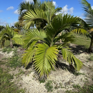 Hapala
