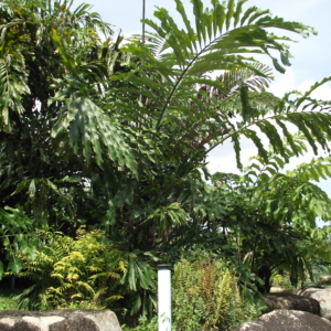 Arenga
