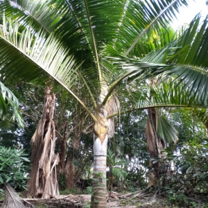 Dypsis carlsmithii