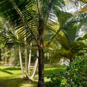 Dypsis lastelliana