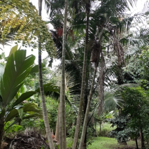 Dypsis pembana