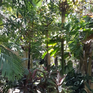 Dypsis rosea grouping