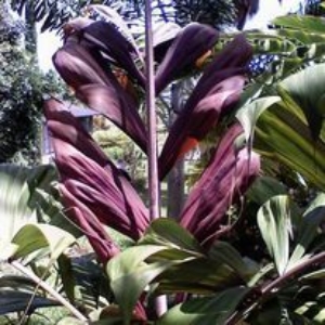 Dypsis rosea (formerly Neophloga), new leaf