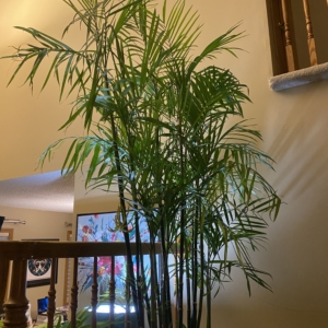 Chamaedorea Seifrizii