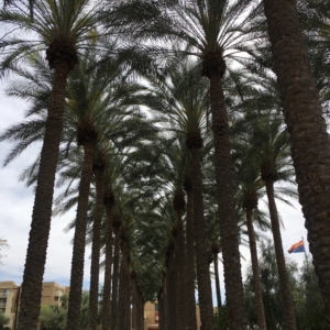 Scottsdale date palm