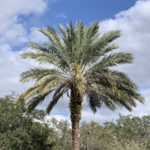 Orlando date palm