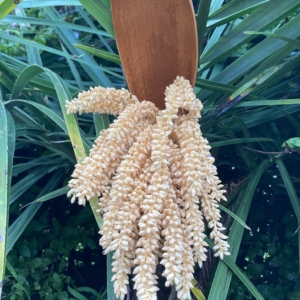 Syagrus coronata inflorescence