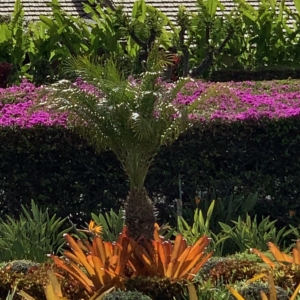 Elia village Pygmy date palm