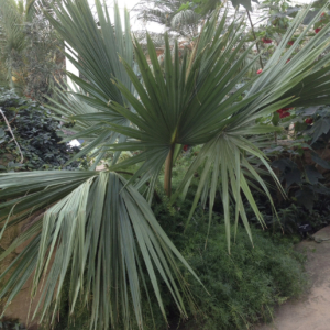 Sabal minor