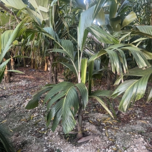 Obi island