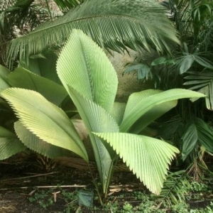 Johannesteijsmannia altifrons