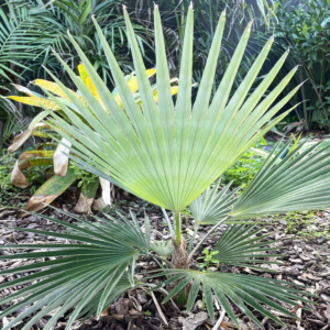 Trachycarpus princeps