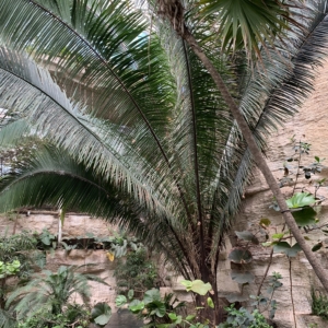 Dallas attalea palm