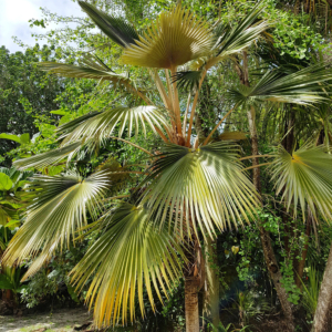 Landsendt Pritchardia minor