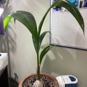 Cocos Nucifera