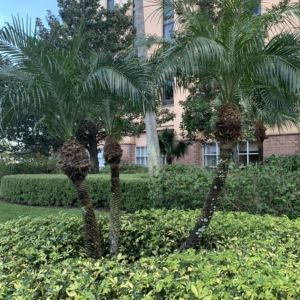 Pygmy Date Palms @ Rosen Centre