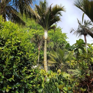 Landsendt Hedyscepe canterburyana