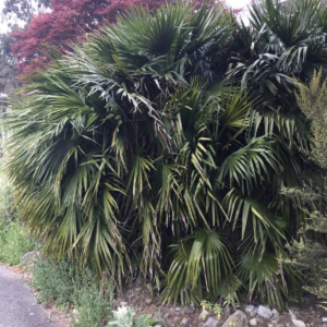 Chamaerops humilis