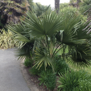 Brahea edulis