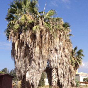 Washingtonia filifera