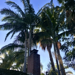 King Palms