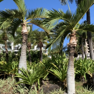 Bottle palm 1