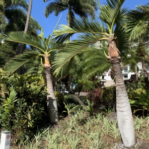Bottle palm 2