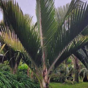 Rhopalostylis sapida "Oceana"