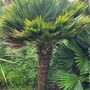 Chamaerops humilis Vulcano