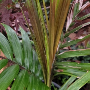 Burretiokentia koghiensis