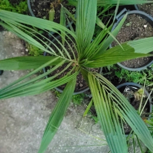 Butia odorata x Parajubaea torrallyi torrallyi