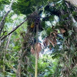 Licuala ramsayi