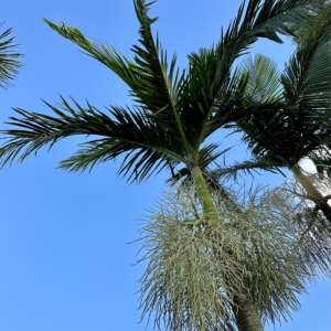 Bentinckia nicobarica