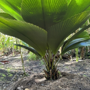 johannesteijsmannia perakensis