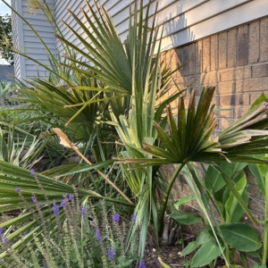 Sabal Birmingham Clarksville, TN
