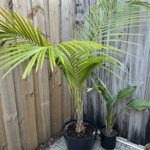 Potted Coconut