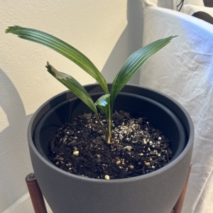 Vanuatu From Seed