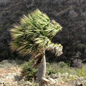 Sabal Antillensis