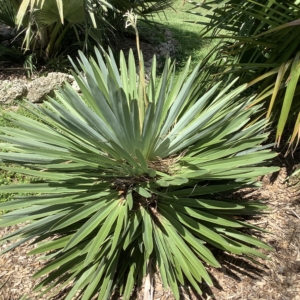 Hemithrinax eckmaniana