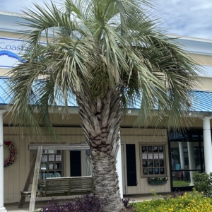 Butia sp. Emerald Isle, NC