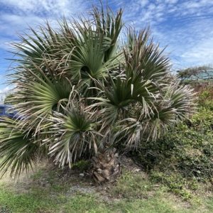 Sabal palmetto volunteer Emerald Isle, NC