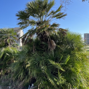 Med Fan palm Emerald Isle, NC