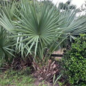 Sabal Minor Craven Co. NC