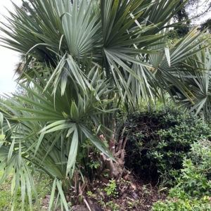 Sabal Minor Craven Co. NC