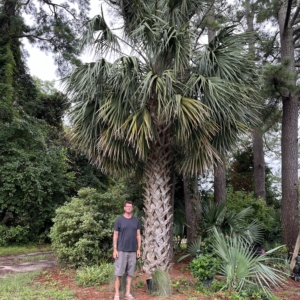 Sabal Palmetto ‘Bald Head Island’ 45 years from seed